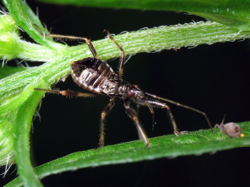 Himacerus apterus (Fabricius, 1798)